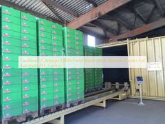 Súp lơ / Bắp cải / Bảo quản nấm ăn được Máy làm mát chân không Điều khiển PLC hoàn toàn tự động